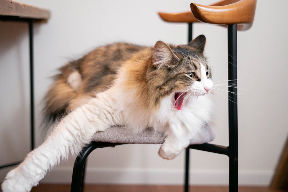 NorwegianQuartz's tweet photo. あくび日和

#猫
#ノルウェージャンフォレストキャット
#猫のいる暮らし https://t.co/PbQxZqxtQ3