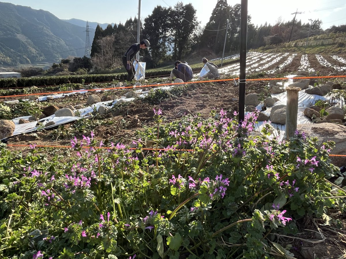 haaaru2078's tweet photo. 昨日は茶苗植え。
茶寮のスタッフも助っ人で入っての作業で、
1日かけて、やっと全体の4分の１を植えました。
果てしない。。 https://t.co/eudacHrJly