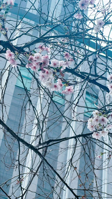 桜咲き始めてんね
