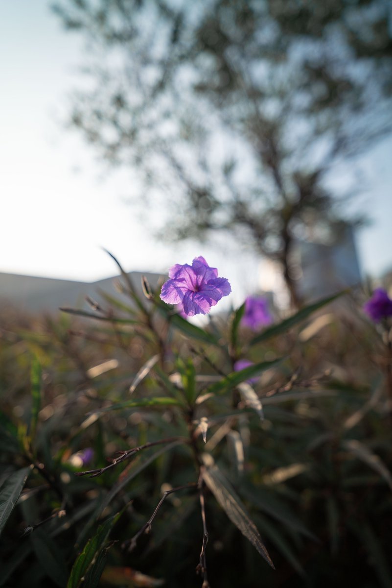ViltroxOfficial's tweet photo. AF 16mm F1.8 L is built for professionals—delivering sharp detail that makes every frame feel immersive and full of wonder. 📷✨
#viltrox #viltroxlens #photography #ViltroxLMount #LMount #LMountAlliance #Lmountlens #photographygear #cameragear #cameralens #Leica #Leicacamera #Lumix #Sigma