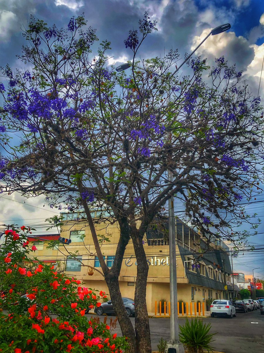 Carlos H. Moncada tweet media