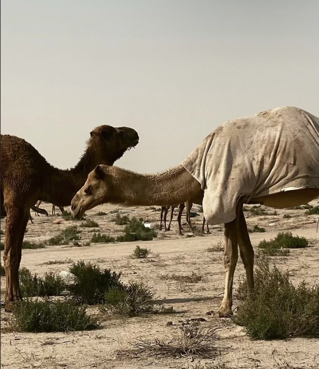 M3kkaz's tweet photo. ماهو خطاك انك تكبر علينا
هذا خطانا فوق حجمك عطيناك

حنا على طيب التعامل ربينا
والطيب ما يصلح لمثلك وشرواك . https://t.co/HI4I5bS0kq