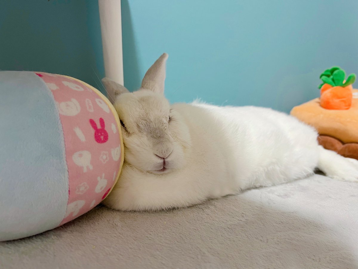 月に行ってしまった🌕エントリーNo.46 うさぎのしろちゃんぴー
