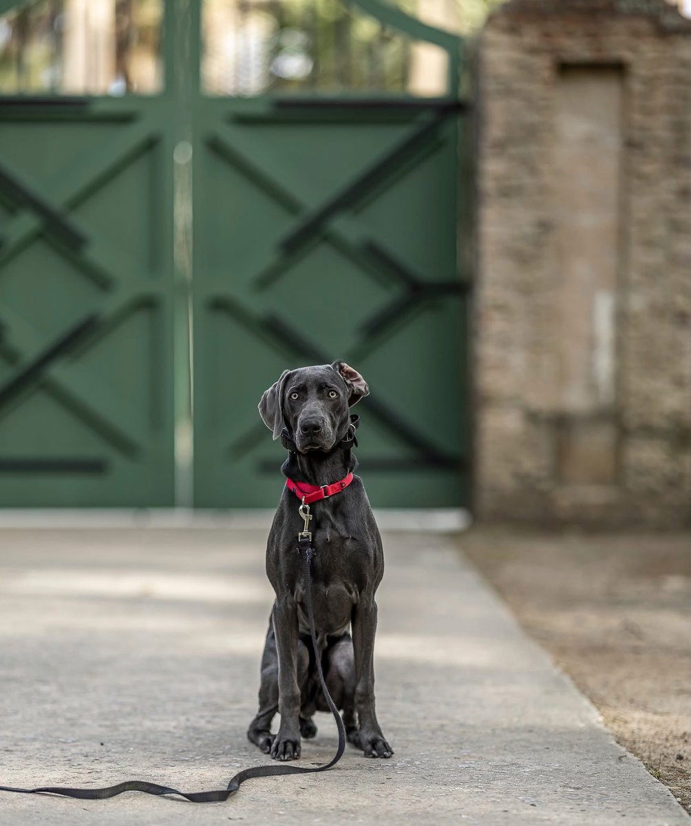 ChadsPhotoz's tweet photo. Photo shoot with Henry 
#weimaraner 
#shotoncanon
#dogphotography
#fyp
#bokeh https://t.co/FnJZz8mLZF