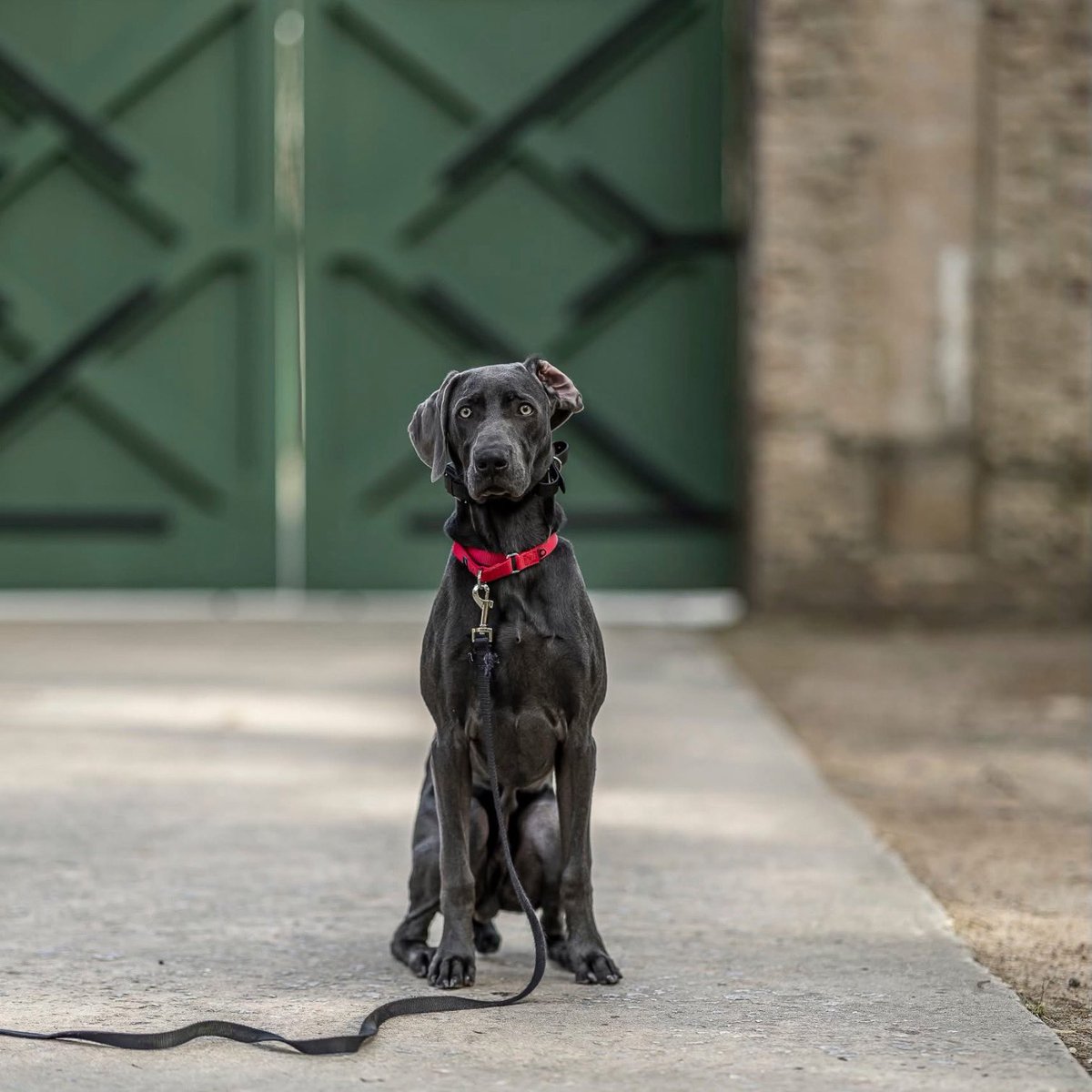 ChadsPhotoz's tweet photo. Photo shoot with Henry 
#weimaraner 
#shotoncanon
#dogphotography
#fyp
#bokeh https://t.co/FnJZz8mLZF