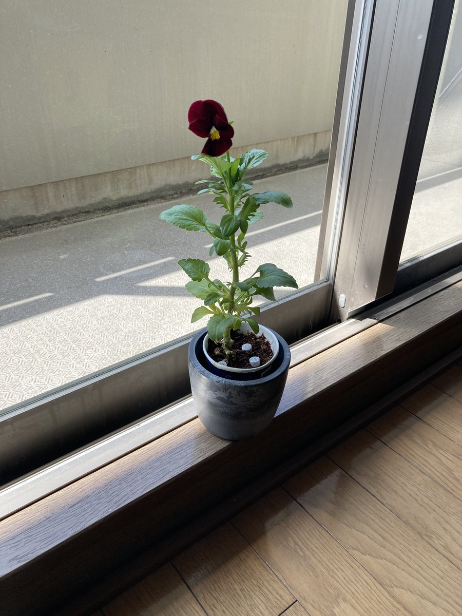 IGアフロ tweet media