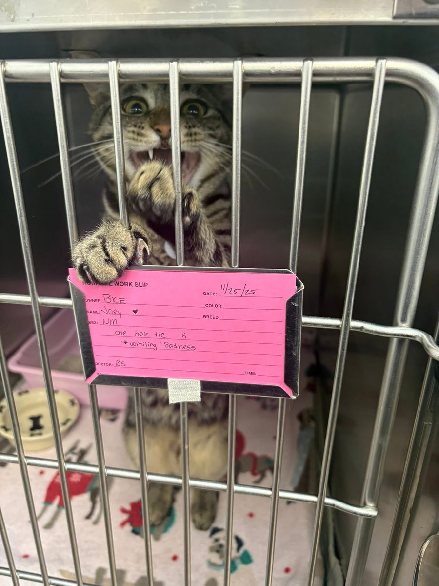 Beefsteak 🐄 tweet media