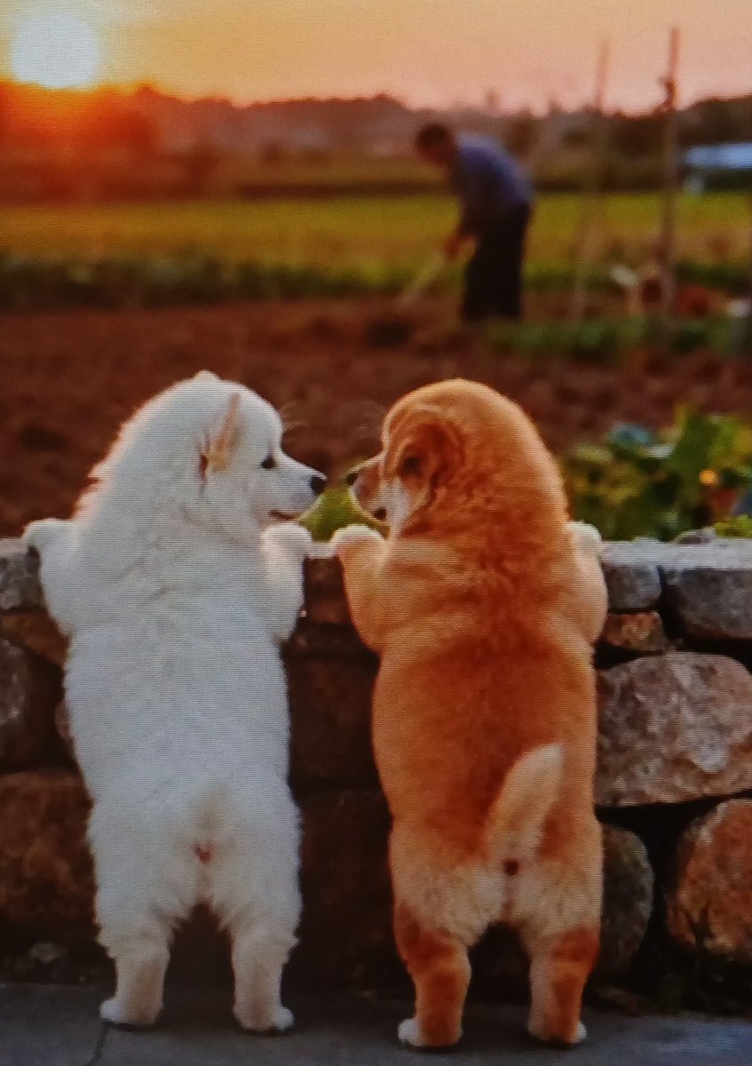 Voor iedereen een mooie woensdag ☕🐕🌷🪻🐾💐🥀👋