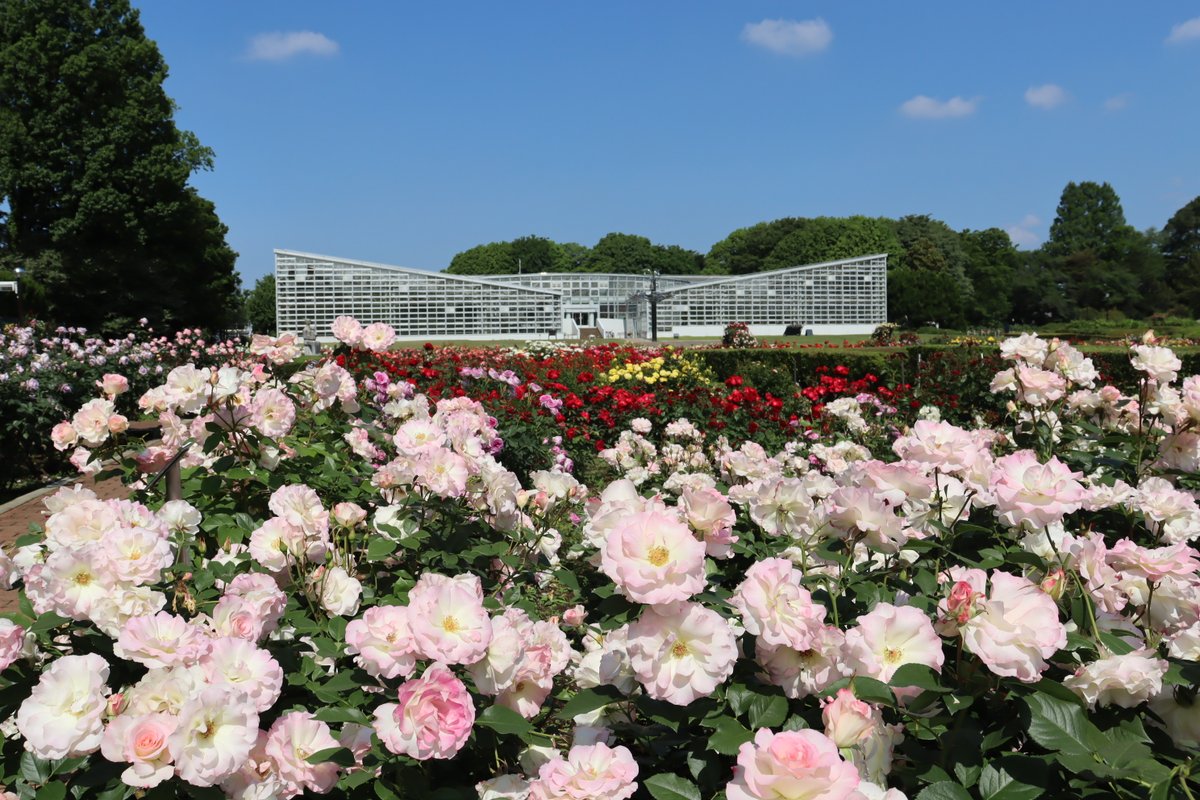 神代植物公園 【公式】 tweet media