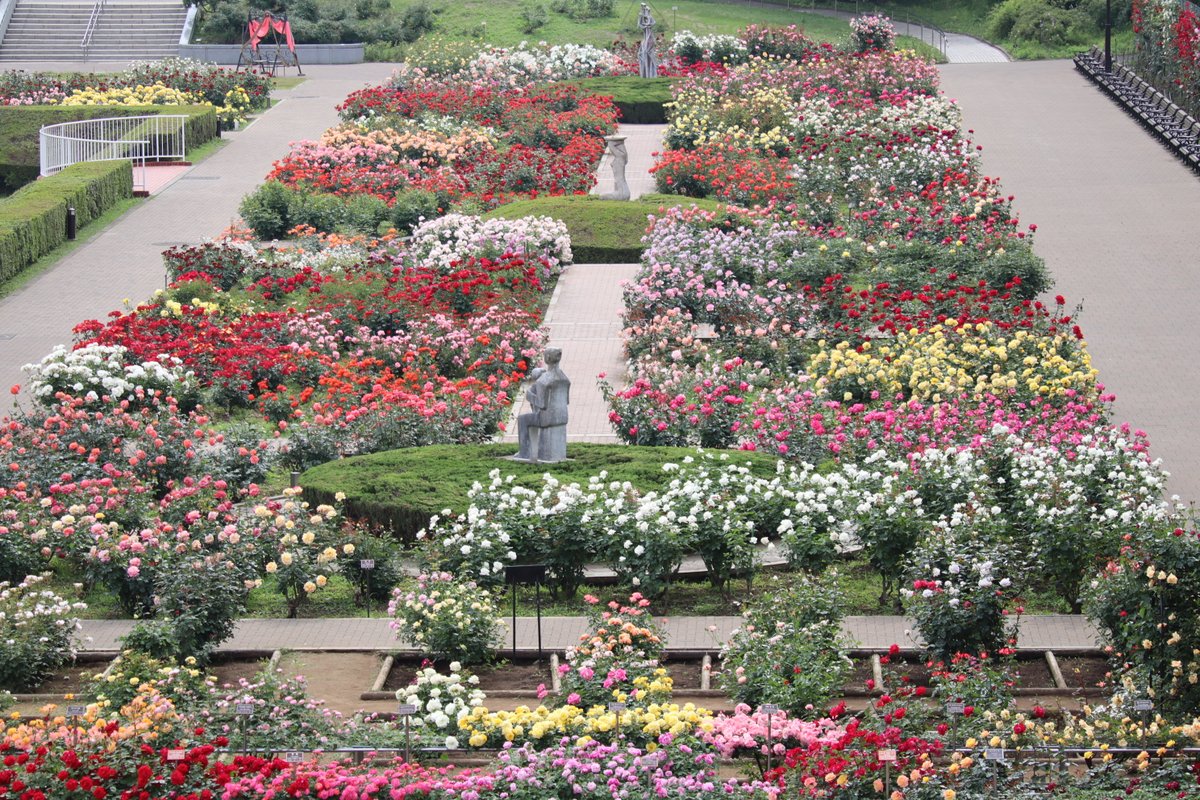 神代植物公園 【公式】 tweet media