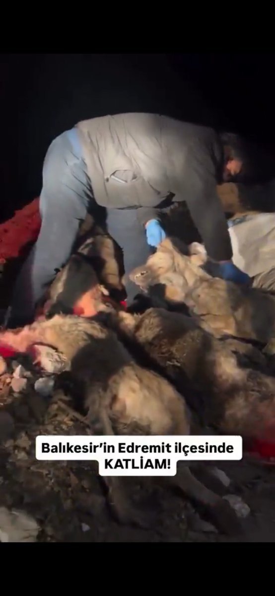 Sezen KUTLU🍀🐾🧚♀️ tweet media