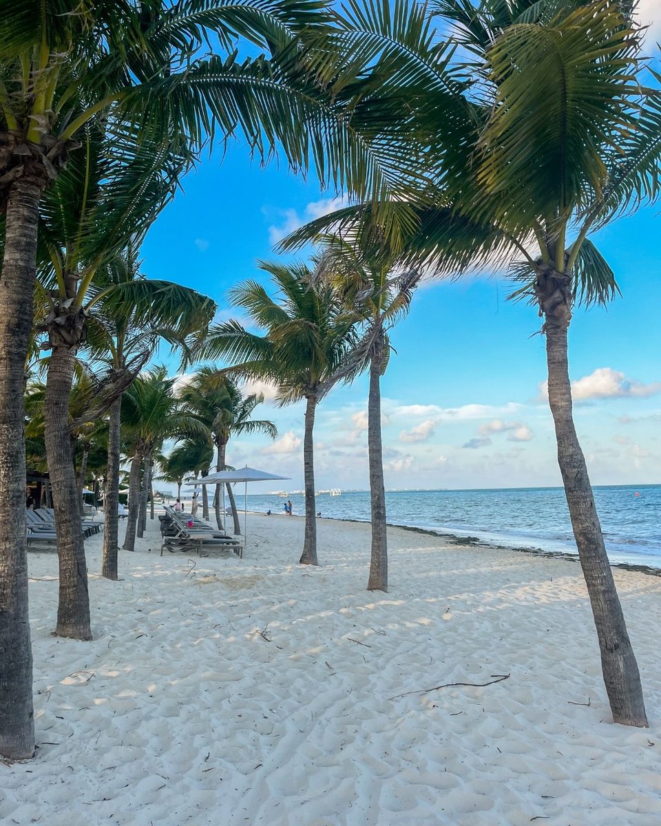 _aprilgonzalez's tweet photo. Dreaming of your perfect destination wedding? 💍✨

Let our travel experts and Moon Palace The Grand Cancun handle everything—from catering to decor &amp; ambiance! Planning yours? Comment below! 🌴💒

#TravelBetter #DestinationWedding #MoonPalaceTheGrand #Cancun #MexicoWedding... https://t.co/8hr3jVMeip