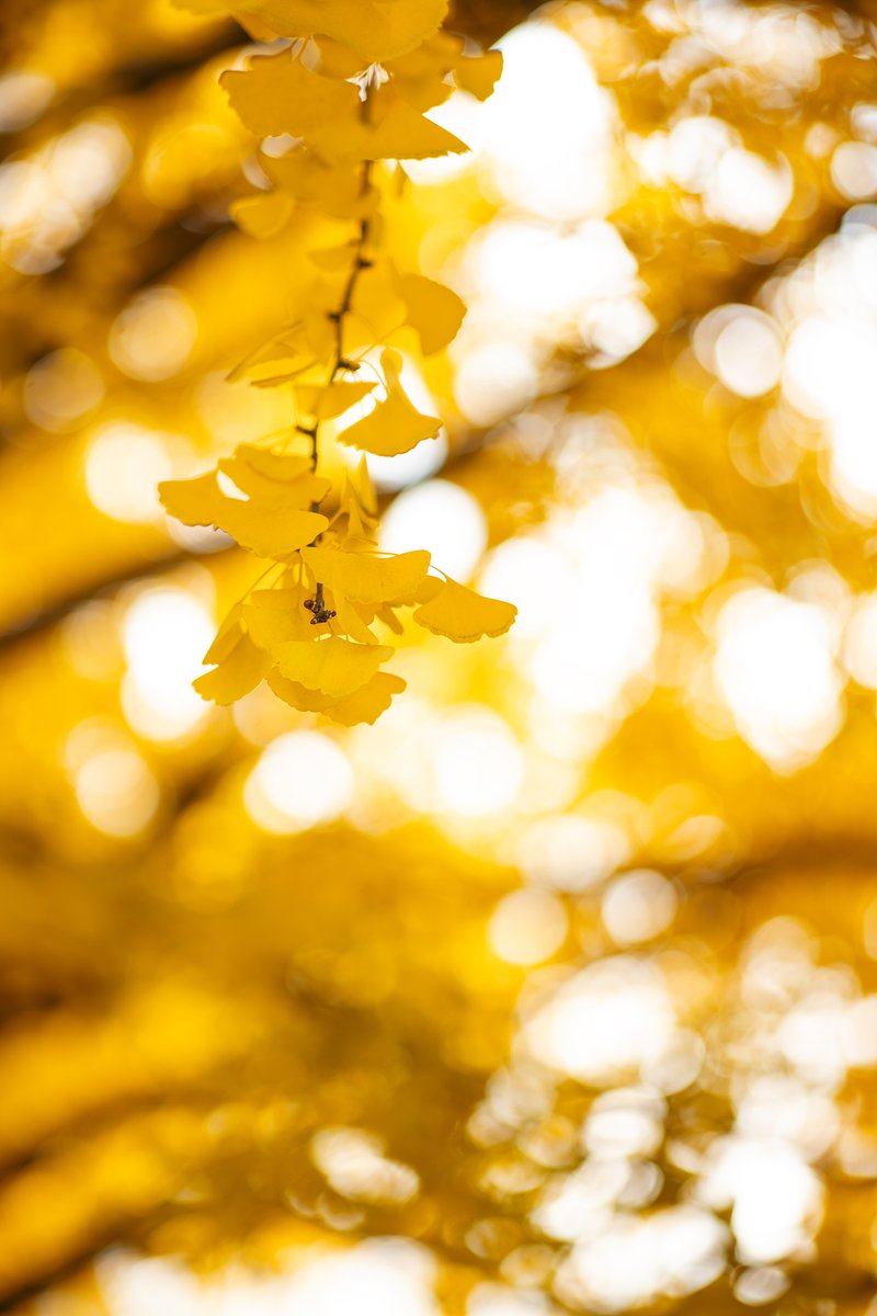 TailorKnightMusic tweet media