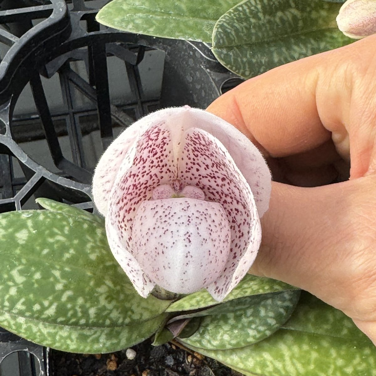 paphiofun tweet media