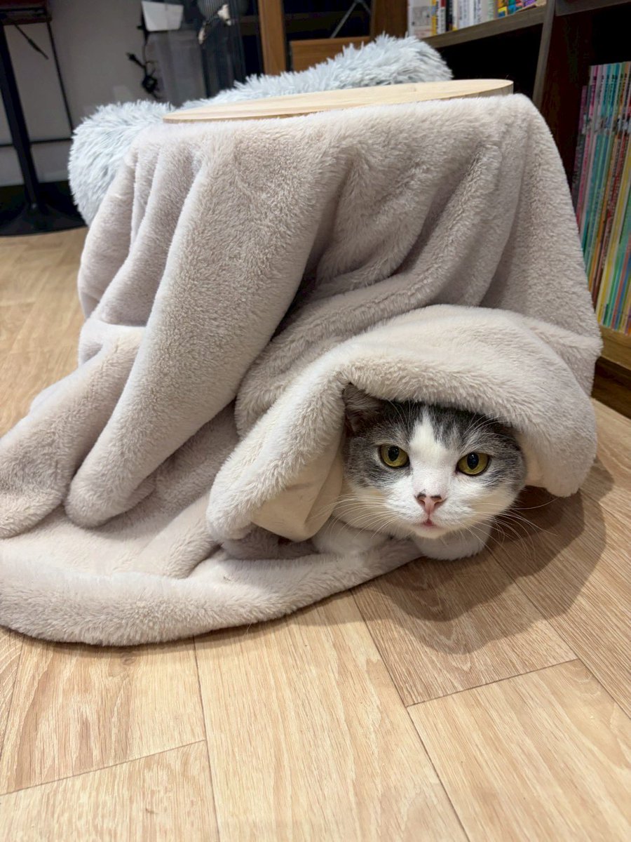 隠れ蓑こはだ
上手に包まっています！

布に包まる猫はかわいいです！