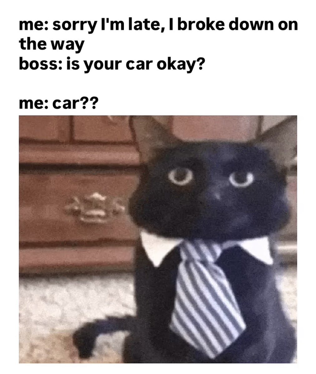 LiterallyMeCats tweet media