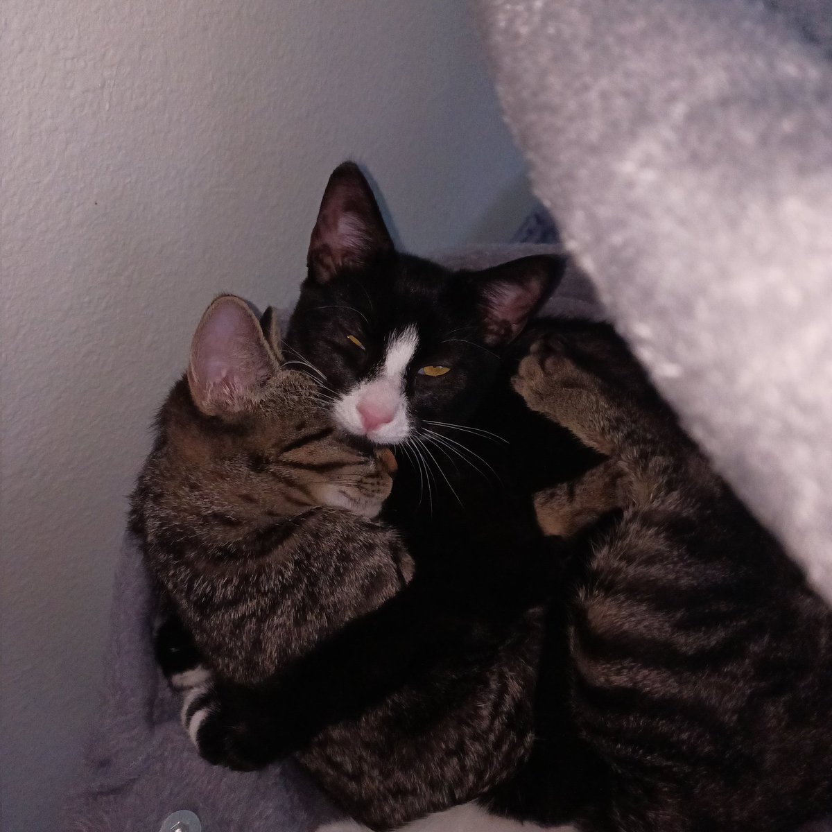 Droidslivesmatter tweet media