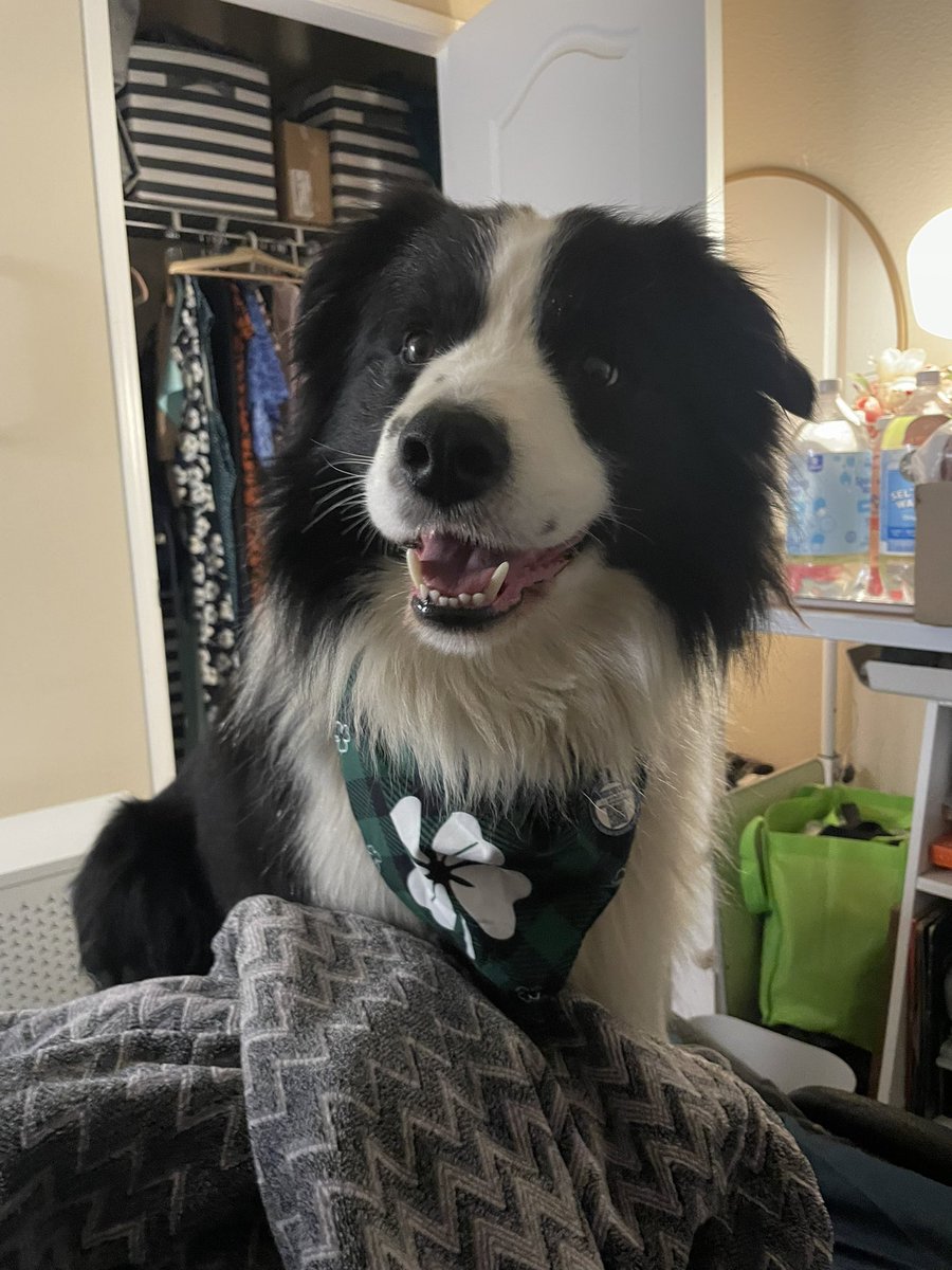 Beacon, (In Home) Border Collie Service Dog tweet media