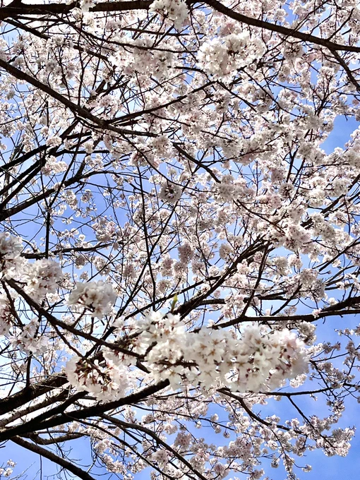 静岡市街地某所、桜。