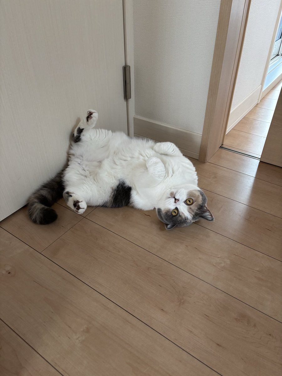 uuu-suke tweet media