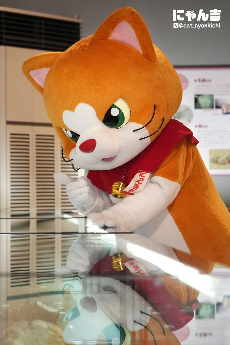 にゃん吉【公式】Nyankichi (@cat_nyankichi) / Posts / X