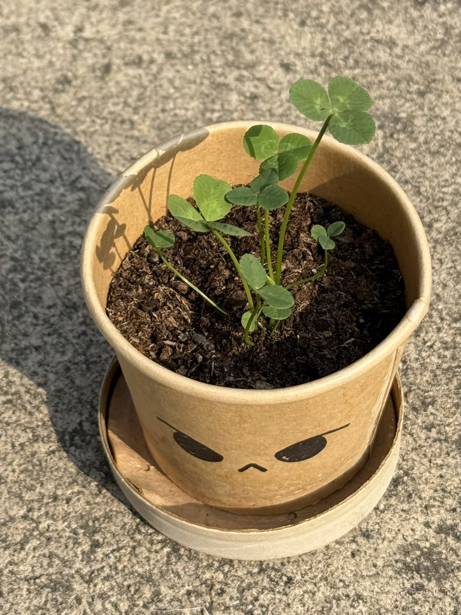 (ᓀ‸ᓂ)☘️