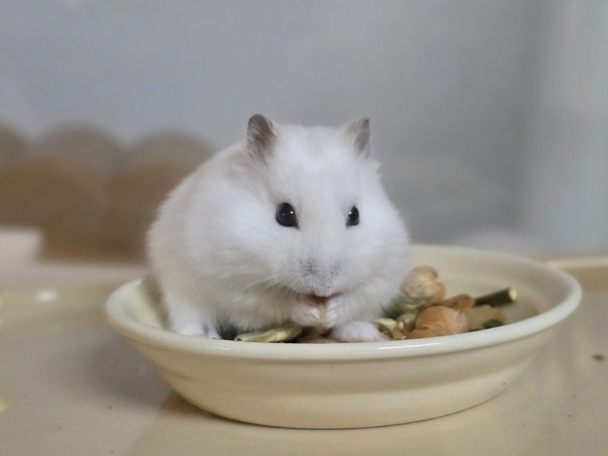 잎하(세모쥐) tweet media