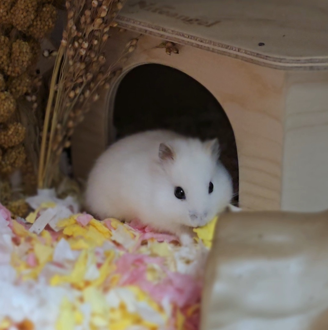 잎하(세모쥐) tweet media