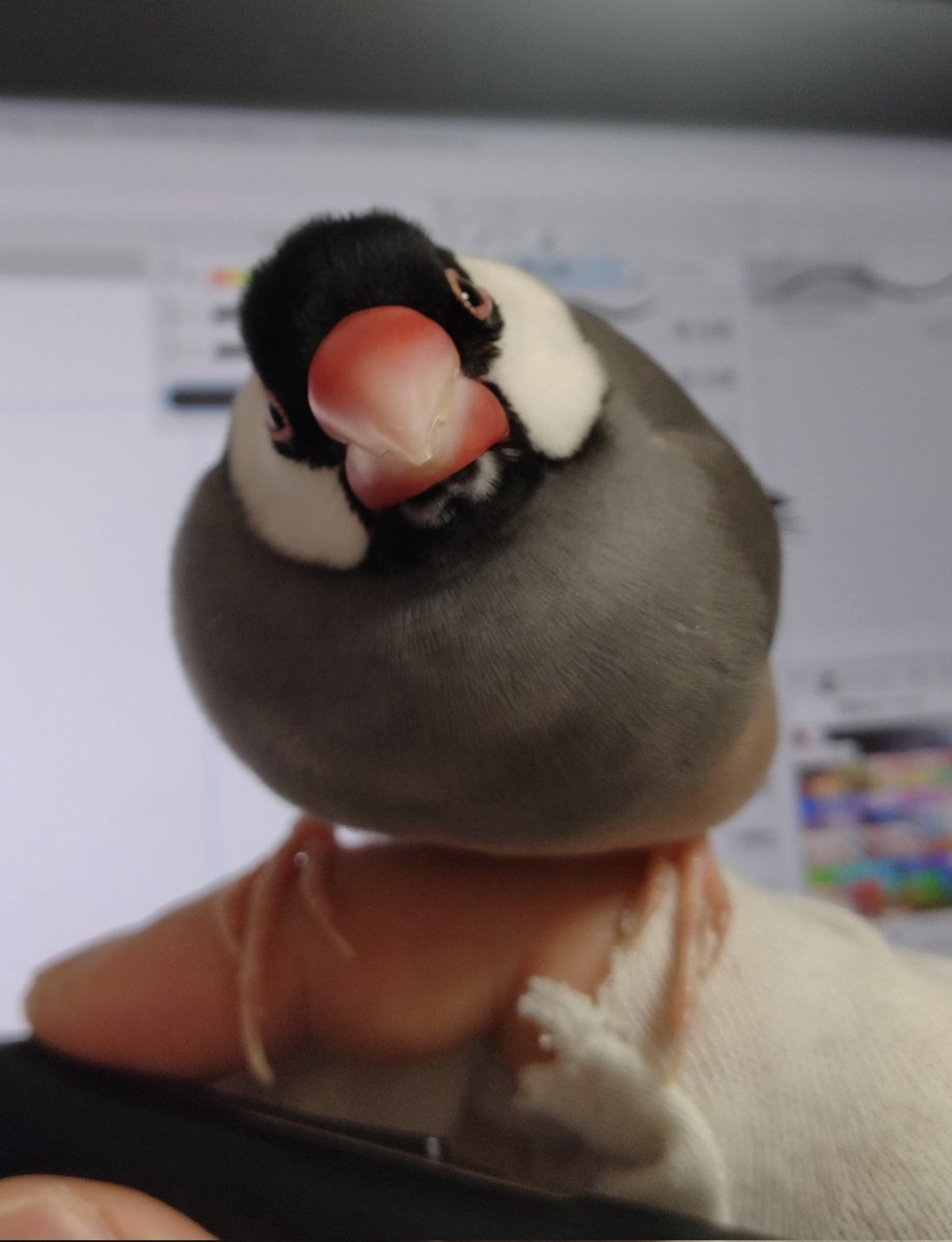 #無言で天使載せたら何RTくるか