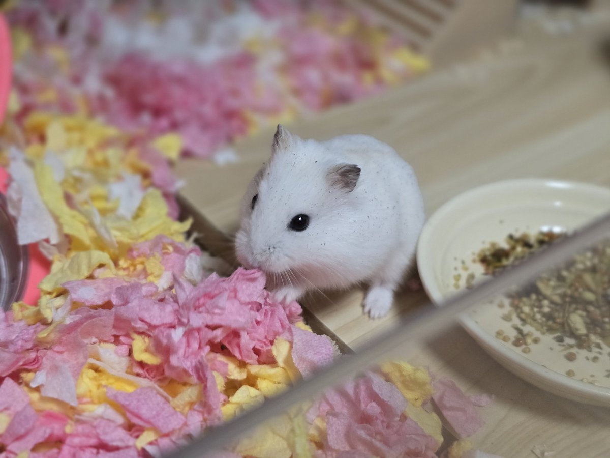 잎하(세모쥐) tweet media