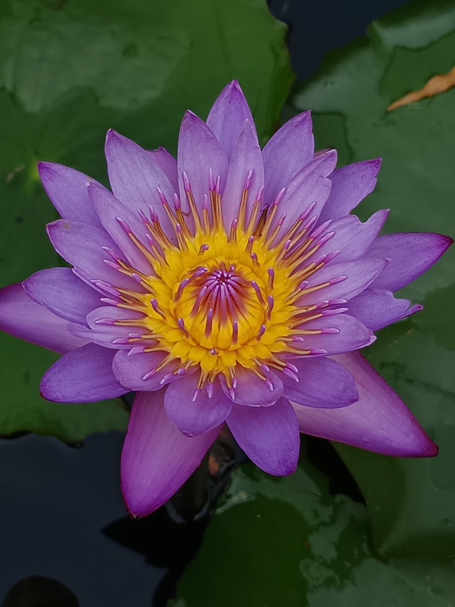 नीलेश रायचुरा tweet media