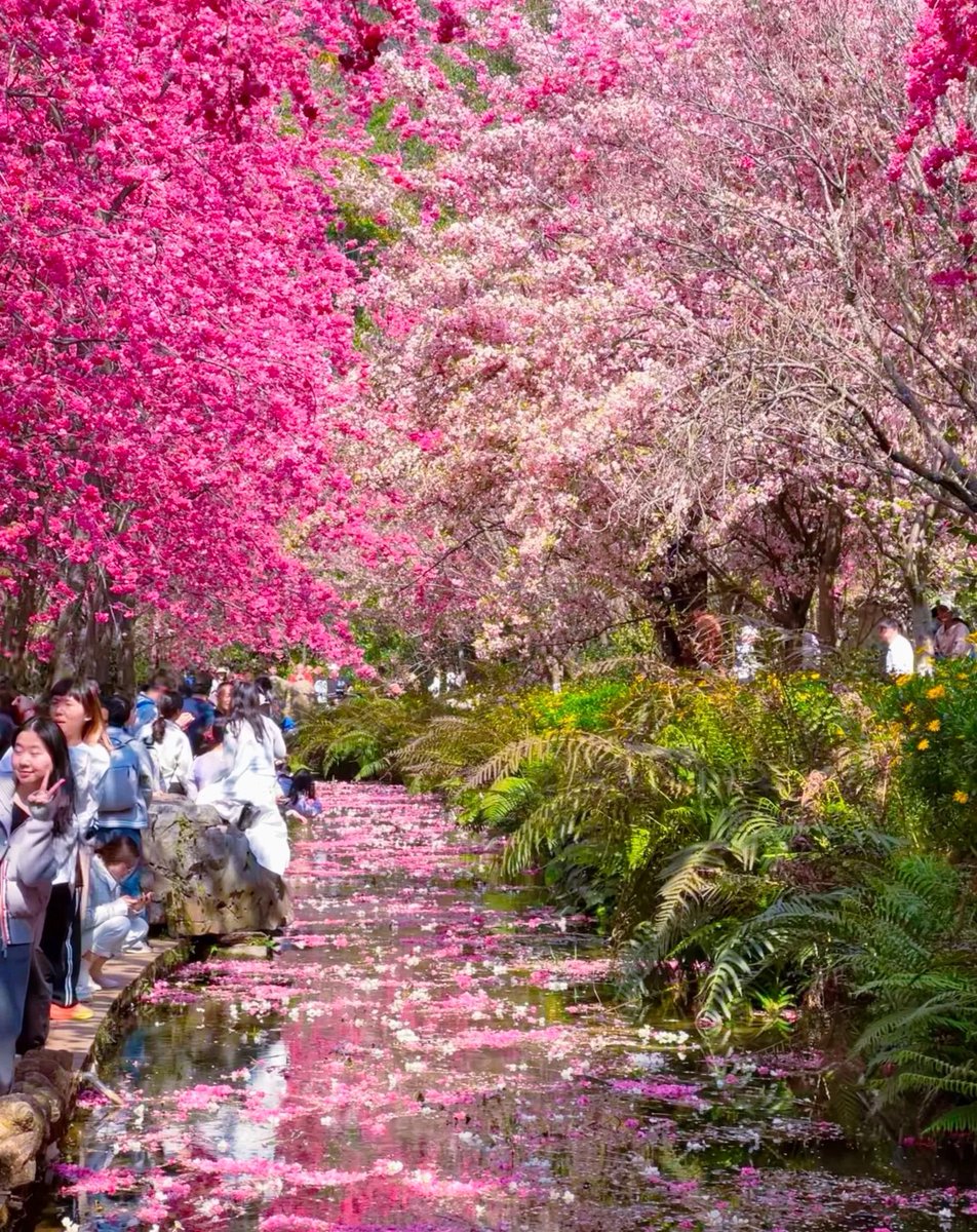 Ms.Li(fou100%) tweet media