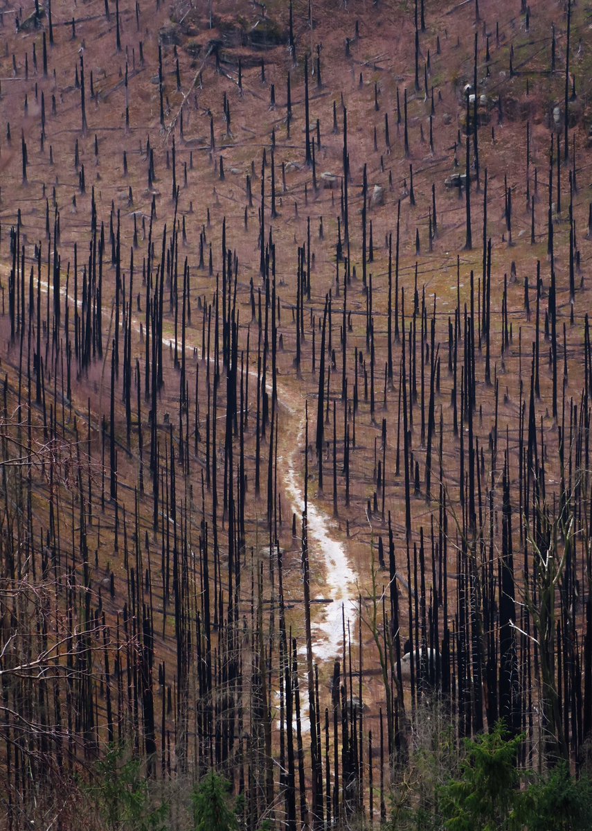 mephisto2102 tweet media