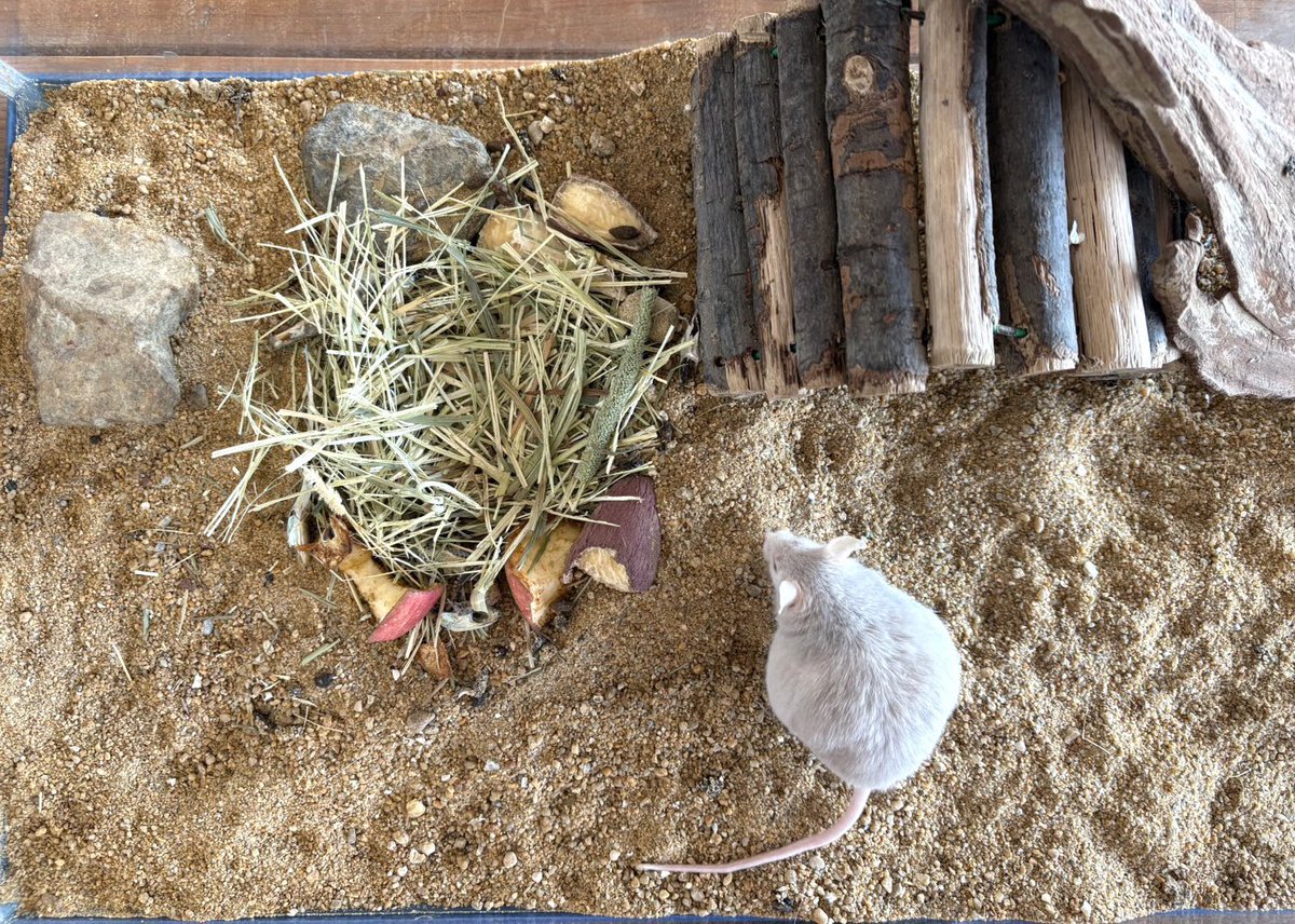 周南市徳山動物園(公式) tweet media