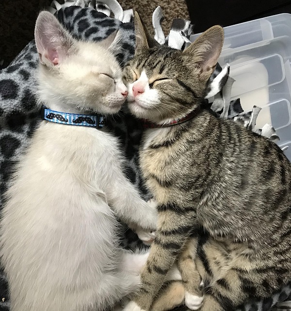 Michael Bellman tweet media