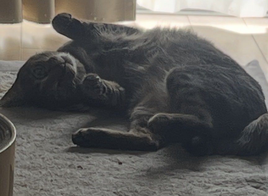 お菓子食べてたらこれ、猫奴隷がお猫様を構わずお菓子など食べて申し訳ございませんでした