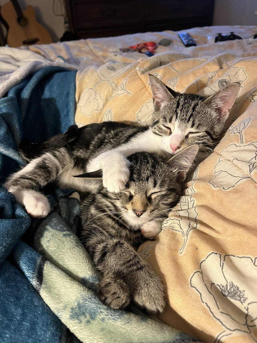 Lilybug (Tulpapear) tweet media