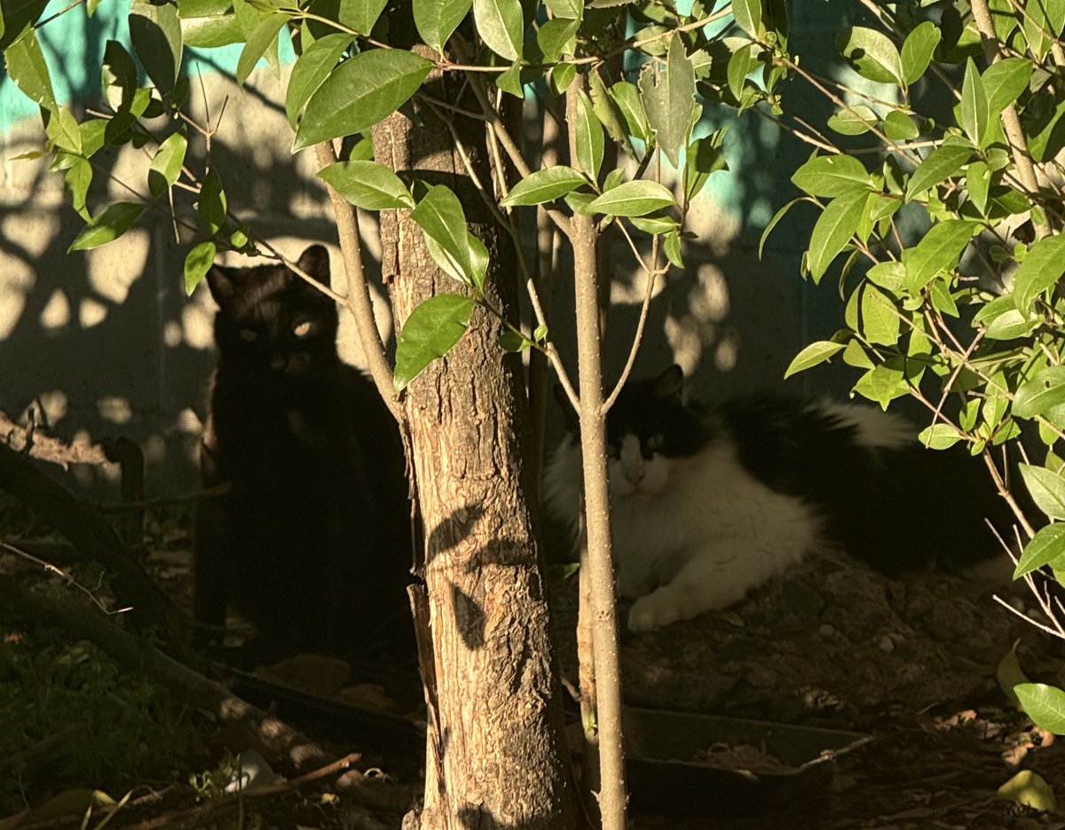 Acadius 𓃠𓃣 tweet media