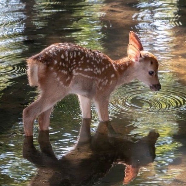 D𝖆𝖓𝐲 ✶⋆ (commissions closed) tweet media