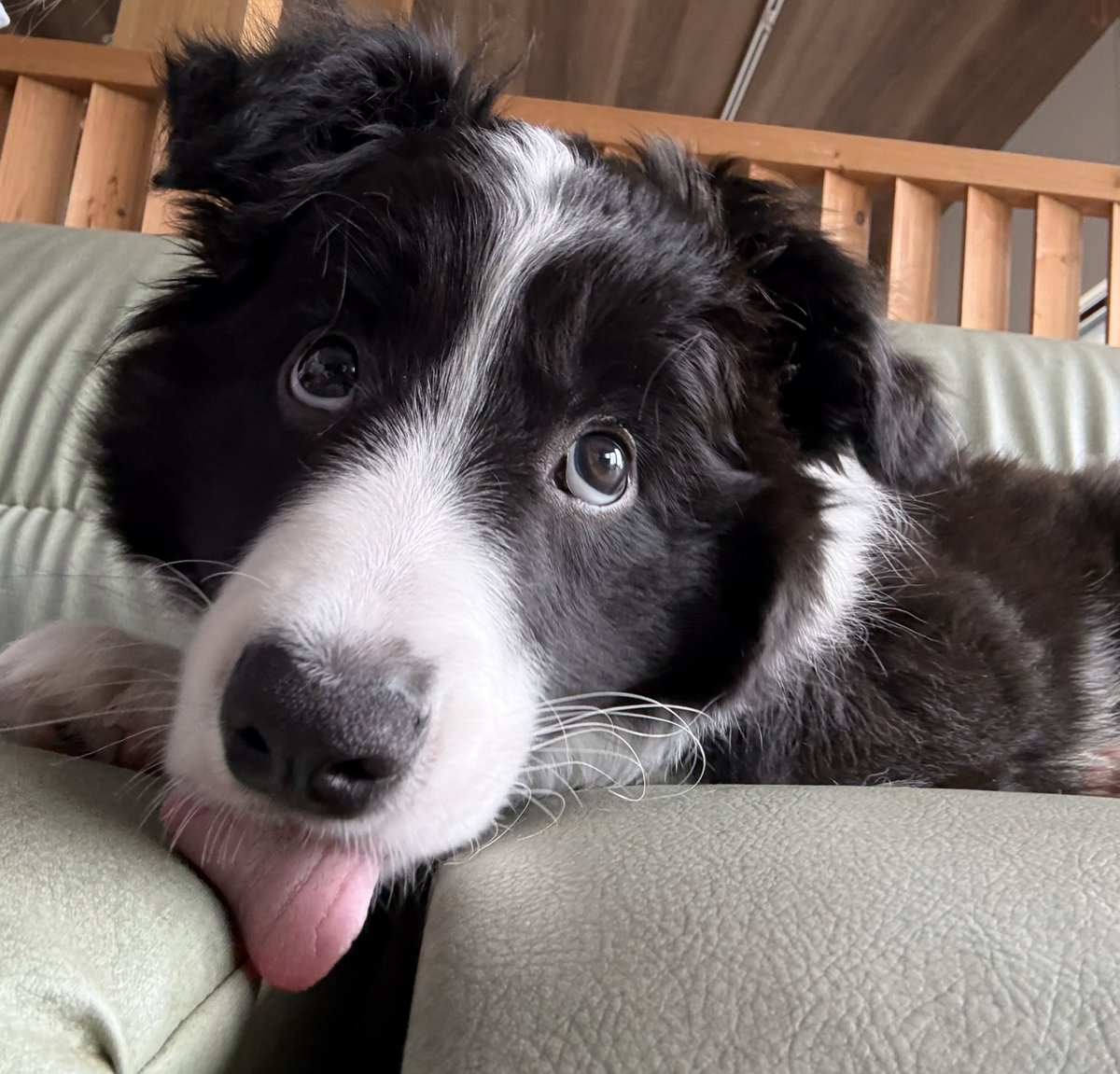 まちょ tweet media