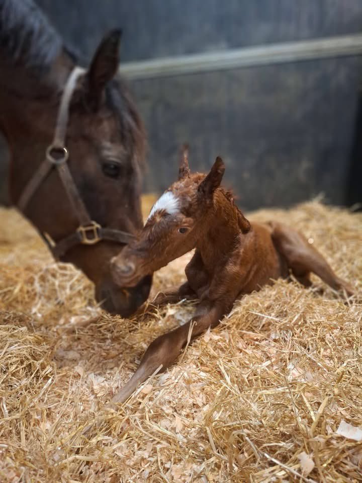 Ferdlant Stud tweet media