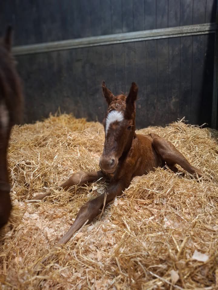 Ferdlant Stud tweet media