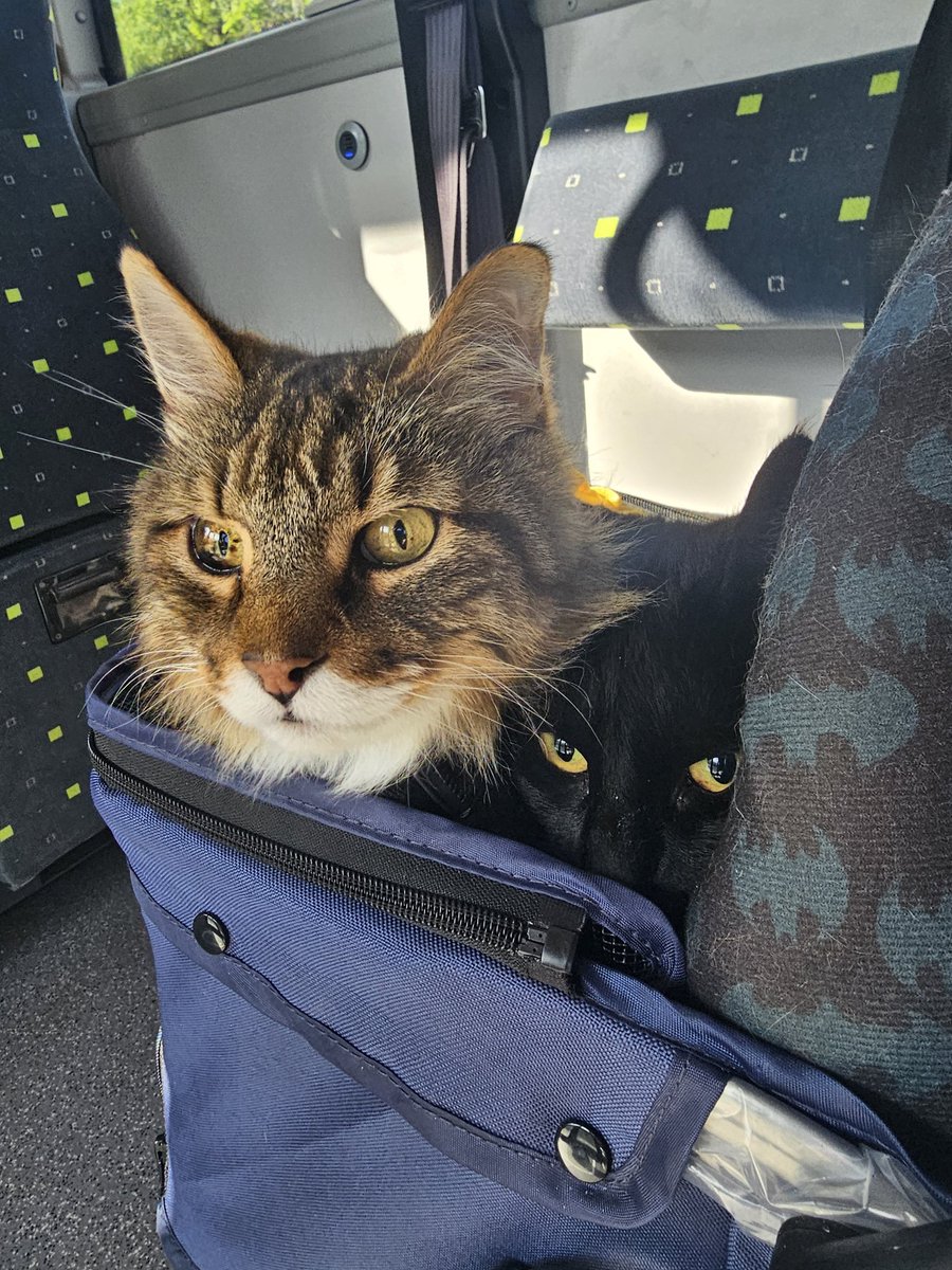 shadowfangs Discord tweet media