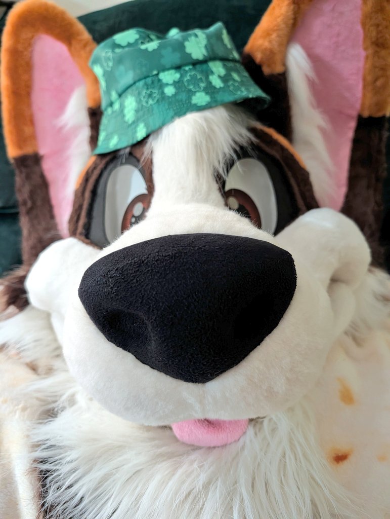 ⚡Sparky⚡🔜 Furlingame? tweet media