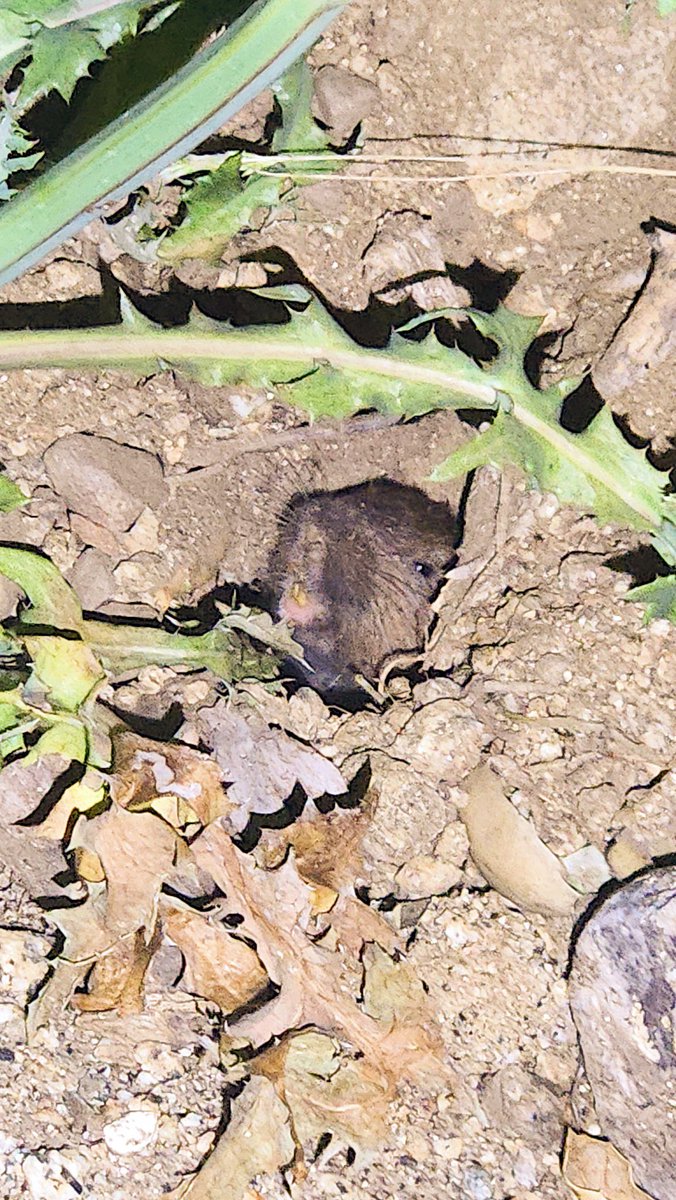 Lana the Bug 🪲💕 tweet media