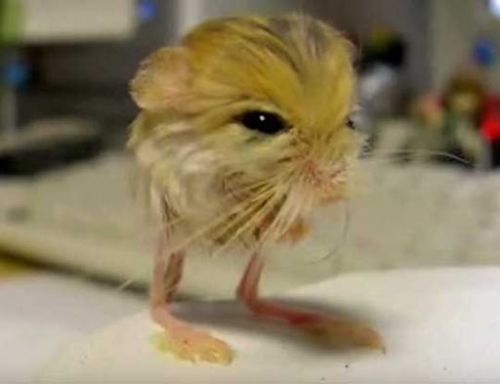 🌻DANDY🌻 tweet media