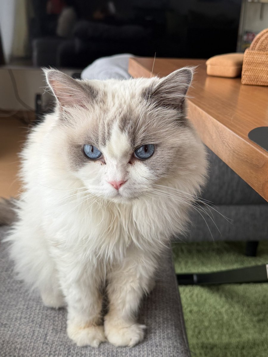 Hokkaido Dreamin'🇦🇺🇯🇵 tweet media