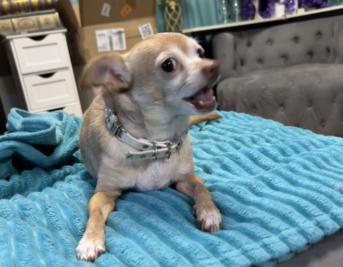 THE HERD HOUSE tweet media