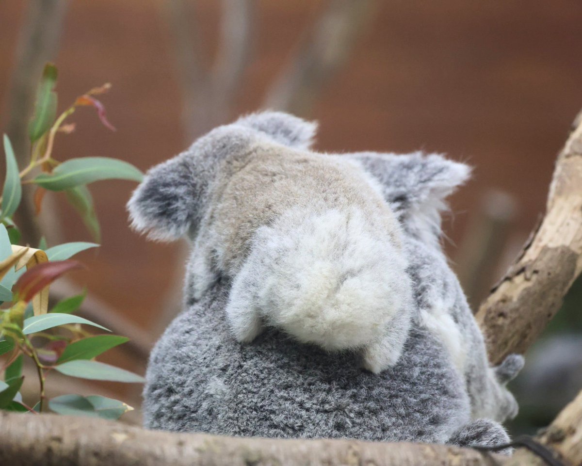 やまこじ tweet media