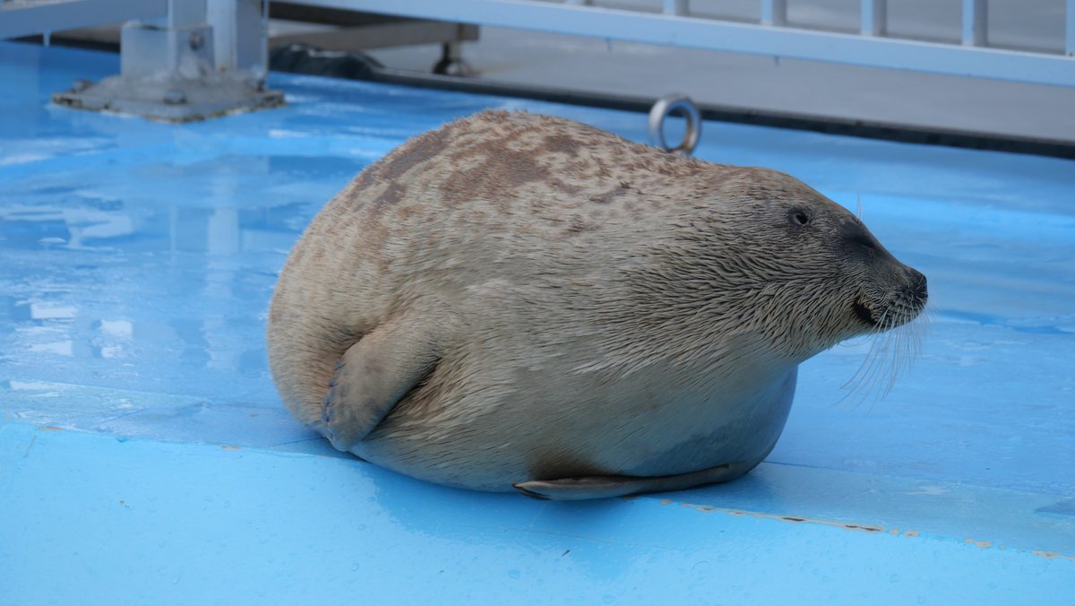 ｽｽﾞｷ tweet media